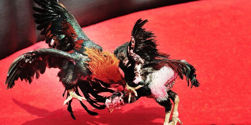 Đá gà - Trải nghiệm đấu trường kịch tính nhất thời đại
